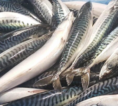 Mackerel Fish